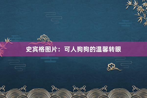 史宾格图片：可人狗狗的温馨转眼
